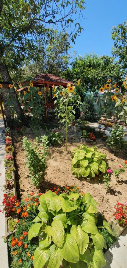 Bed and Breakfast Balla House Tărcaia Zewnętrze zdjęcie