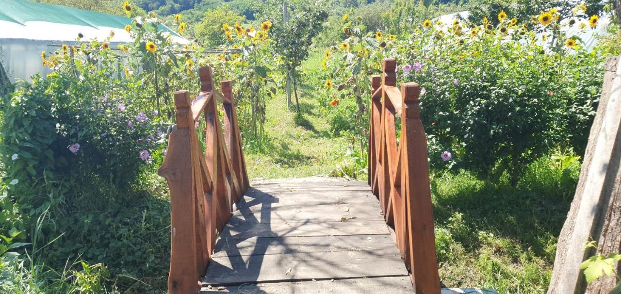 Bed and Breakfast Balla House Tărcaia Zewnętrze zdjęcie