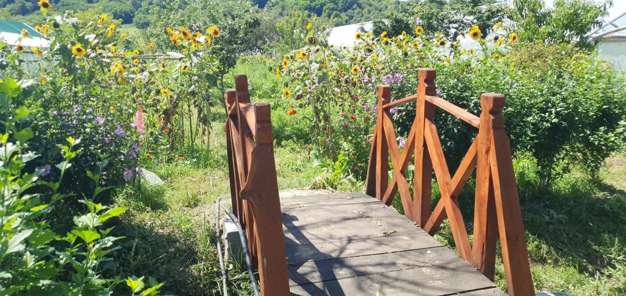 Bed and Breakfast Balla House Tărcaia Zewnętrze zdjęcie